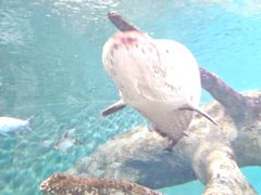 -上海海洋水族馆