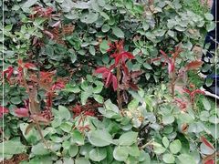 -人民公园(罗湖区)