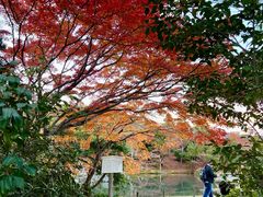 -西芳寺(苔寺)