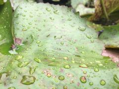 -芒果糯米饭摊子