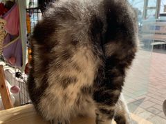 -平行世界·猫咖(首经贸店)