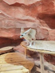 -Zoolung Zoolung动物主题公园(海信广场店)