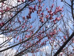 -香雪海