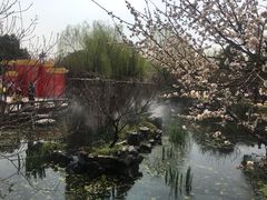 -香雪海