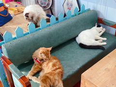 -猫小院猫主题咖啡厅(北锣店)