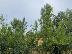 -大明宫国家遗址公园·御道广场