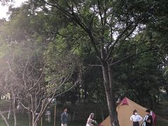 -大塘金香草谷