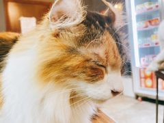 -more than meow吴止猫主题餐厅(承德 中船汇店)