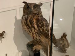-墨尔本博物馆(Melbourne Museum)