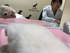 -瑞派宠物医院·24h·骨外科·皮肤科·全科宠物医疗转诊中心(沈阳浑南院)