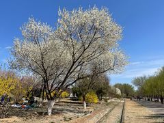 -永定河休闲森林公园