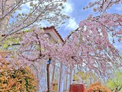 -高东镇樱花园