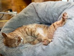 -安安宠医·臻爱宠物医院·宠保定点(营门口路分院)