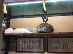 猫舍-猫咪博物馆(顶澳仔猫街店)