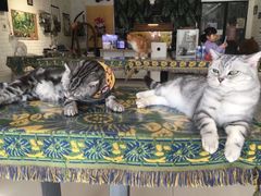 -平行世界·猫咖(首经贸店)