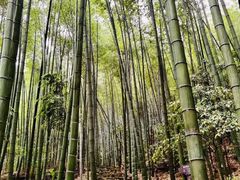 -祁门牯牛降观音堂风景区