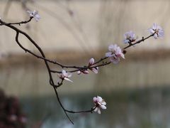 -桃花堤公园