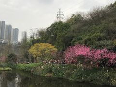 -重庆彩云湖湿地公园