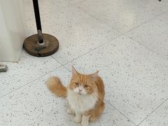 -喵园·猫主题咖啡厅·撸猫·猫咖(国贸店)