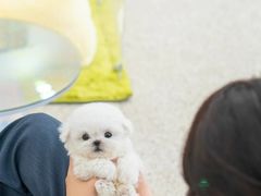 -萌宠之家·腊肠犬·马尔泰·小体犬舍