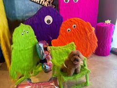 -百好乐宠物友好餐厅(朝外大街店)