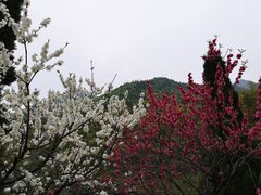 -东天目山风景区