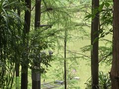 -深圳仙湖植物园
