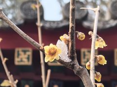 -国家植物园