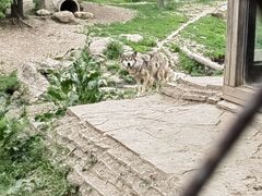 -沈阳森林动物园