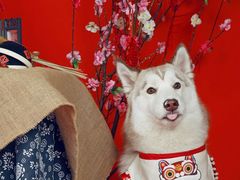 -超宠爱宠物摄影-Super pet