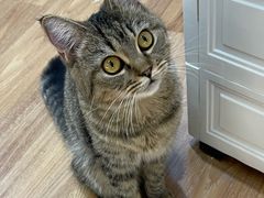 -COLOR PETS 撸猫馆·购猫·猫咖(长风大悦城店)