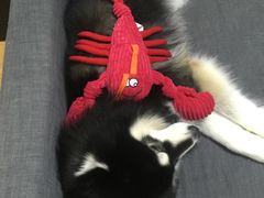 -1013 PET SHOP 宠物商店(近铁城市广场店)