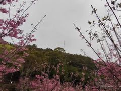 -狐尾山公园