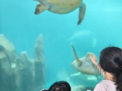 -广东惠东海龟国家级自然保护区