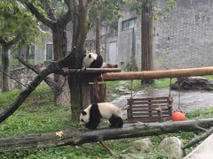 -都江堰中华大熊猫苑