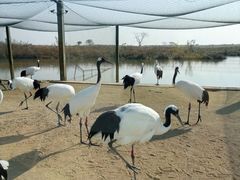 -盐城丹顶鹤湿地生态旅游区