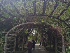 -瑞丽独树成林风景区