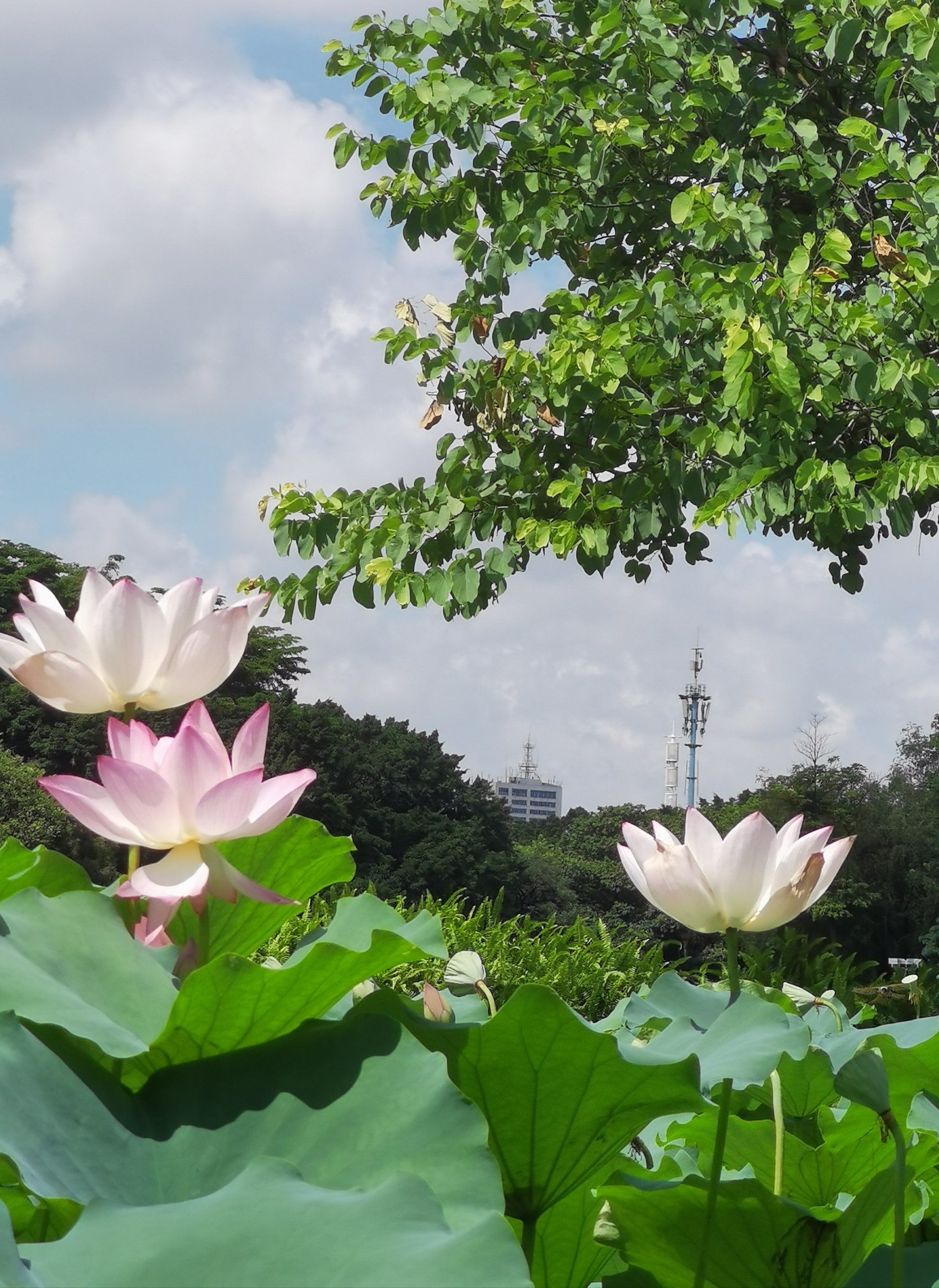 仙气飘渺的荷花园