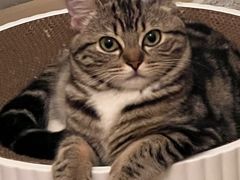 -宠颐生猫科·内科皮肤科(西平世纪城店)