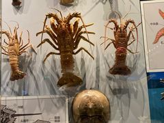 -贝林大翅鲸简餐厅(国家海洋博物馆店)