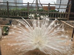 -爱丽丝仙境花海