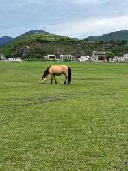 -纳帕海依拉草原