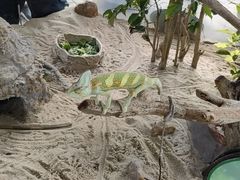 -广州长隆飞鸟乐园