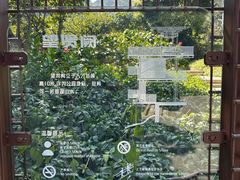 -银湖山郊野公园-相思林