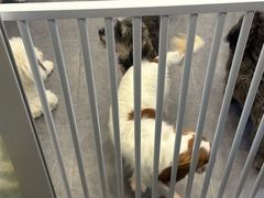 -有喵·猫咖·狗咖·30几只猫10只小狗(岗厦店)