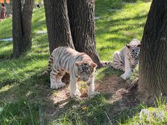 -北京野生动物园