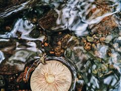 -云岫谷游猎自然风景区