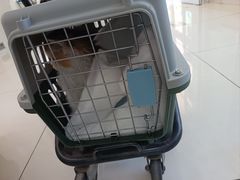 -北京观赏动物医院·24小时大型综合·猫专科·异宠专科