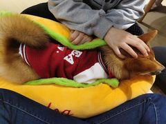 -逗柴咖啡屋·狗咖猫咖宠物桌游