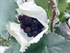 -马陆小张葡萄园农家乐